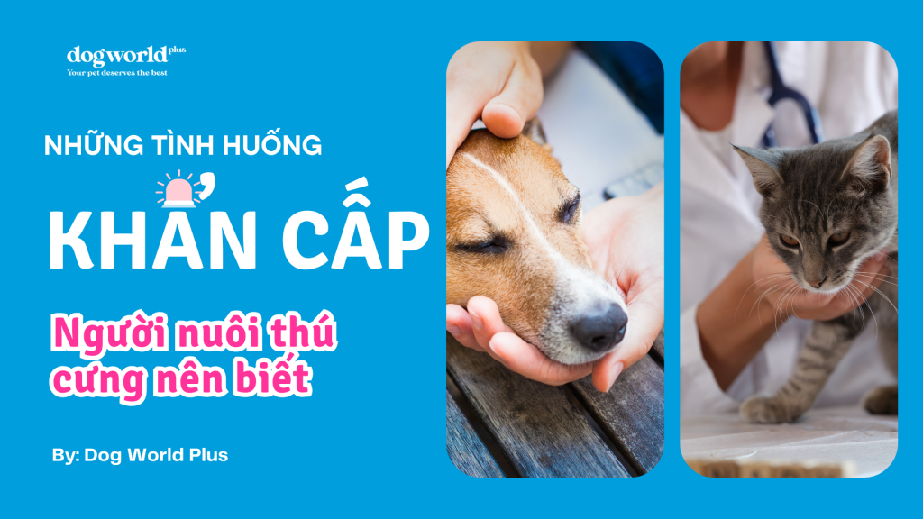 huong-dan-cham-soc-cho-bi-ve-ran-nang